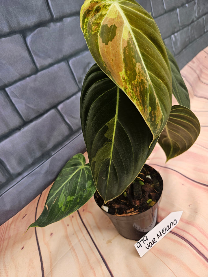 Philodendron Variegated Melanochrysum (4in)-979