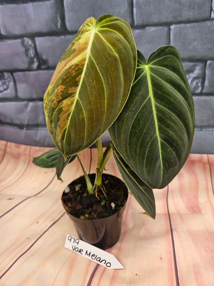 Philodendron Variegated Melanochrysum (4in)-979