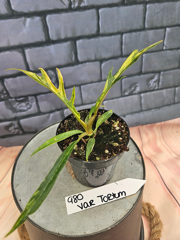 Philodendron Variegated Tortum (3in)-980
