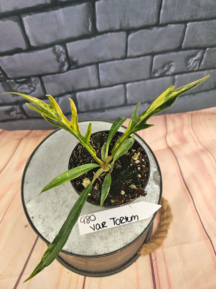 Philodendron Variegated Tortum (3in)-980