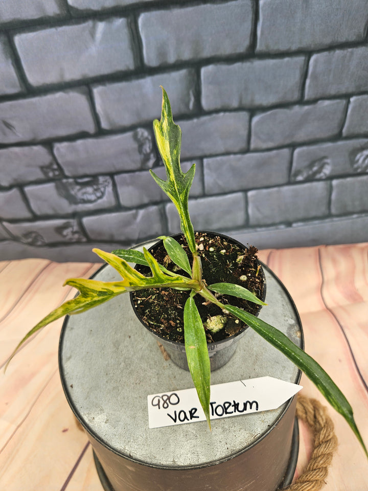 Philodendron Variegated Tortum (3in)-980