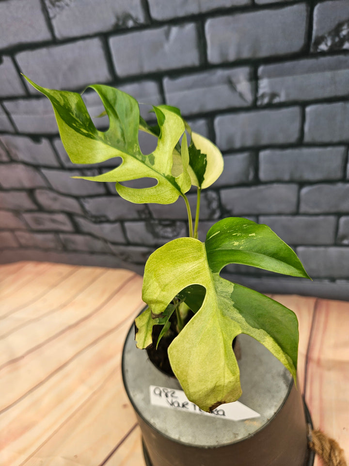 Rhaphidophora Tetrasperma Variegata (3in)-982