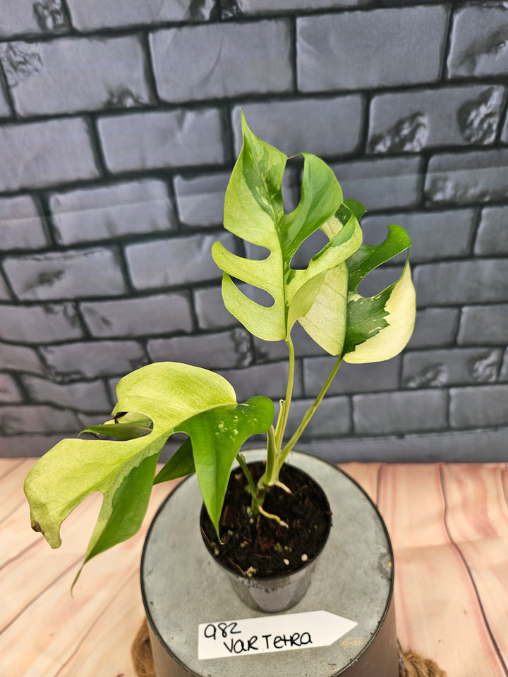 Rhaphidophora Tetrasperma Variegata (3in)-982