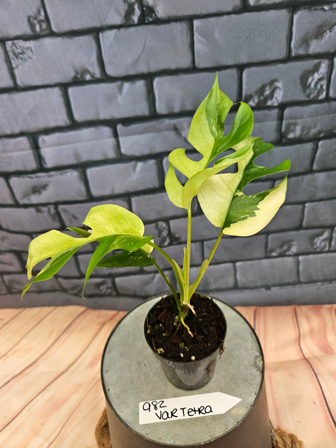 Rhaphidophora Tetrasperma Variegata (3in)-982