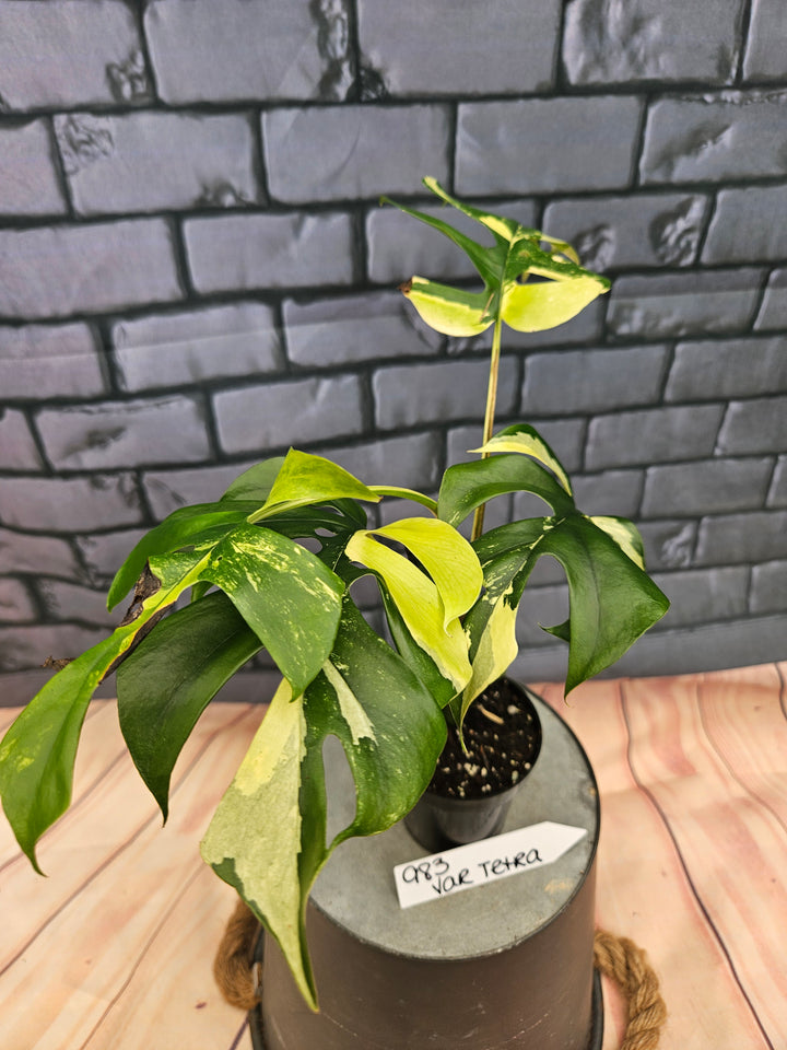 Rhaphidophora Tetrasperma Variegata (3in)-983
