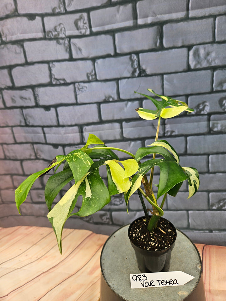 Rhaphidophora Tetrasperma Variegata (3in)-983
