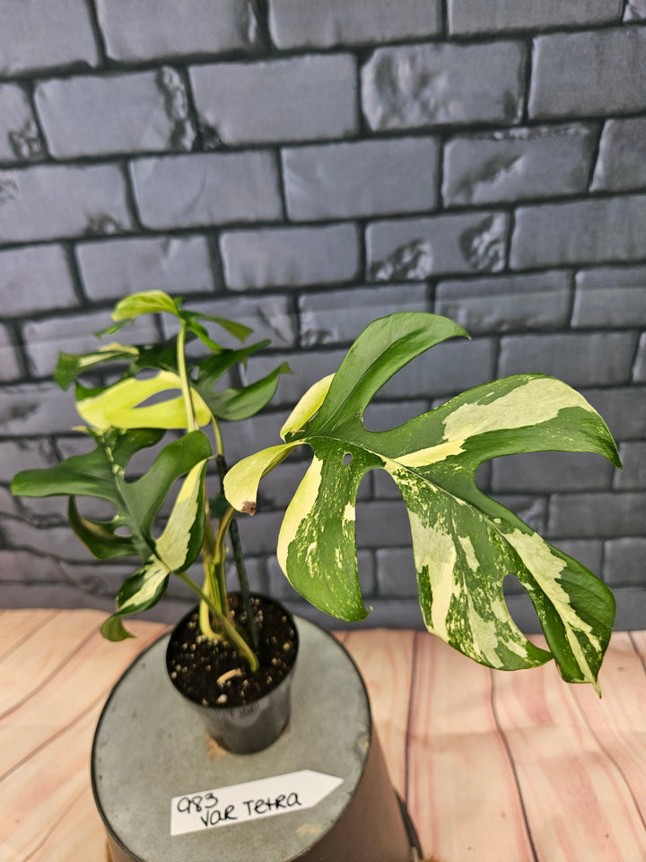 Rhaphidophora Tetrasperma Variegata (3in)-983