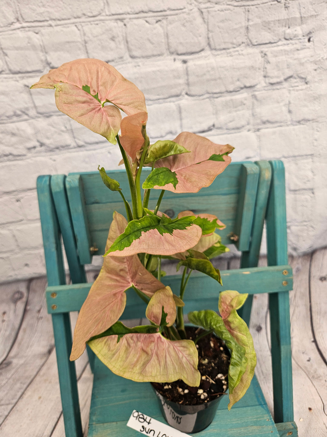 Syngonium Pink Lava (4in)-984
