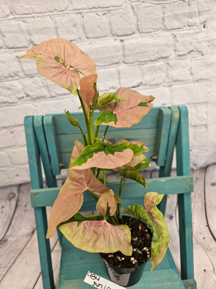 Syngonium Pink Lava (4in)-984