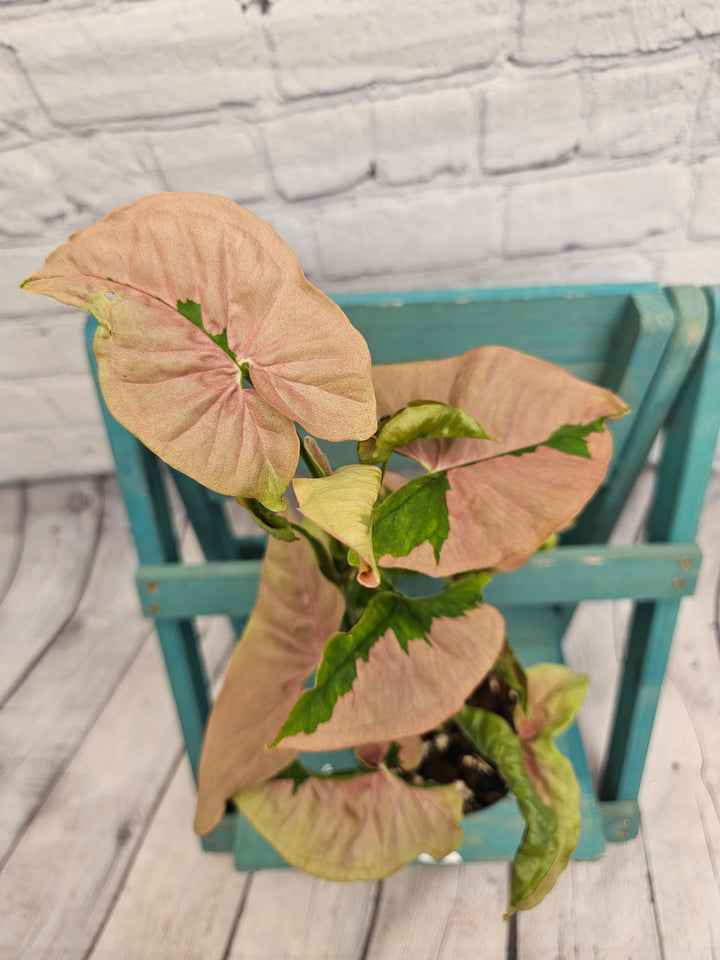 Syngonium Pink Lava (4in)-984