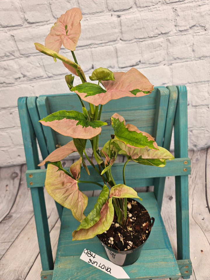 Syngonium Pink Lava (4in)-984