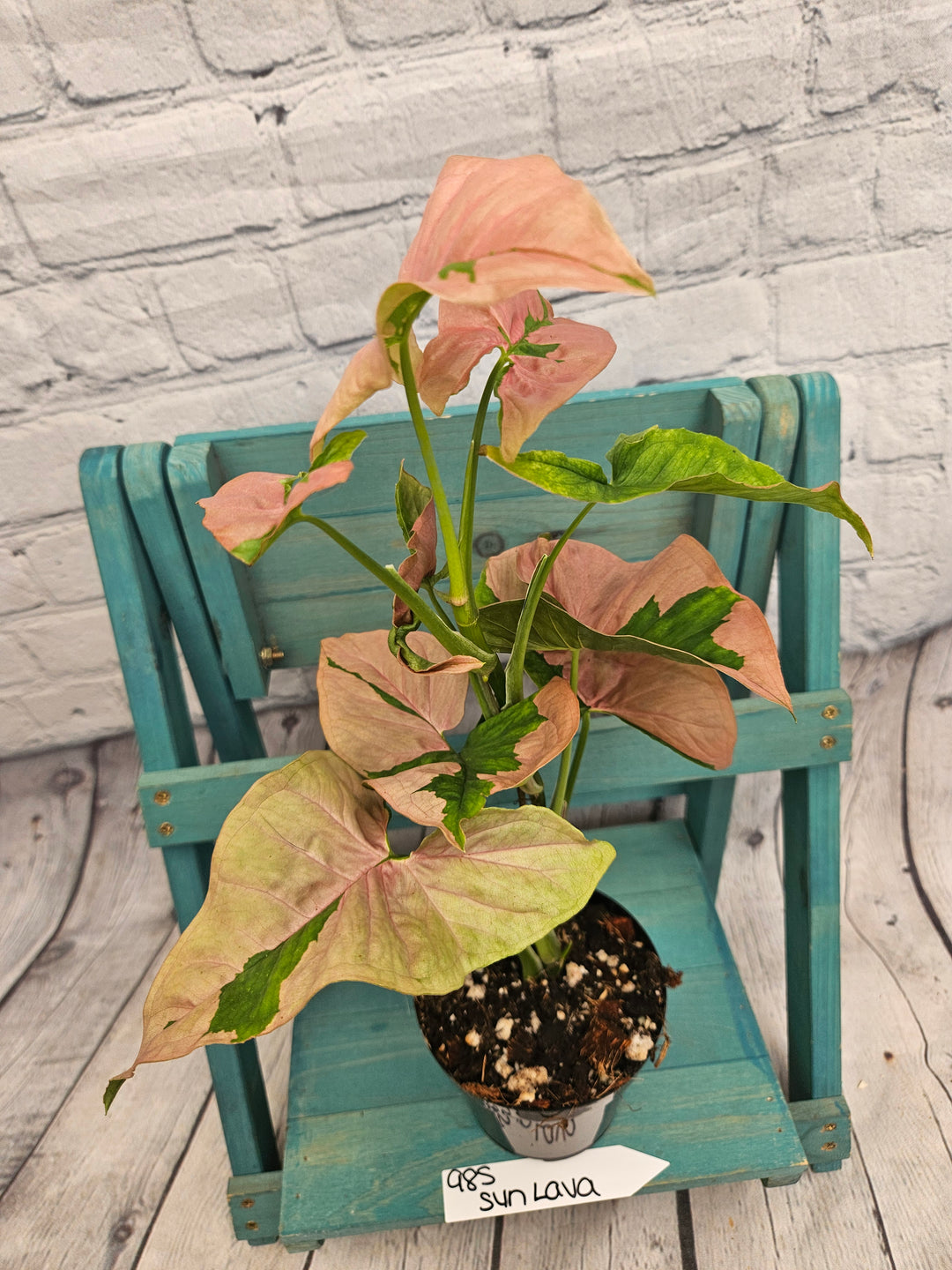 Syngonium Pink Lava (4in)-985