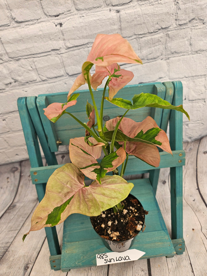 Syngonium Pink Lava (4in)-985