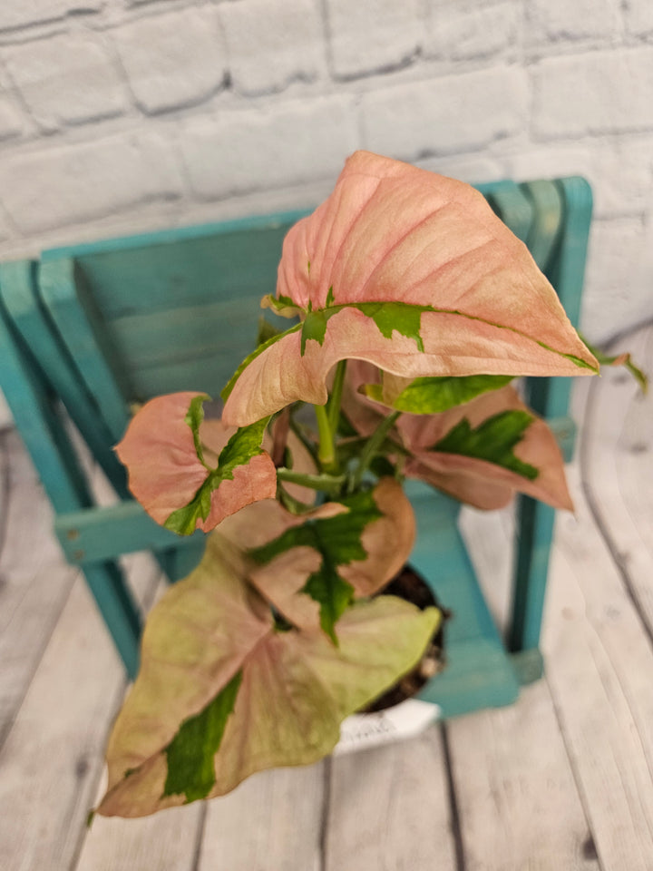 Syngonium Pink Lava (4in)-985