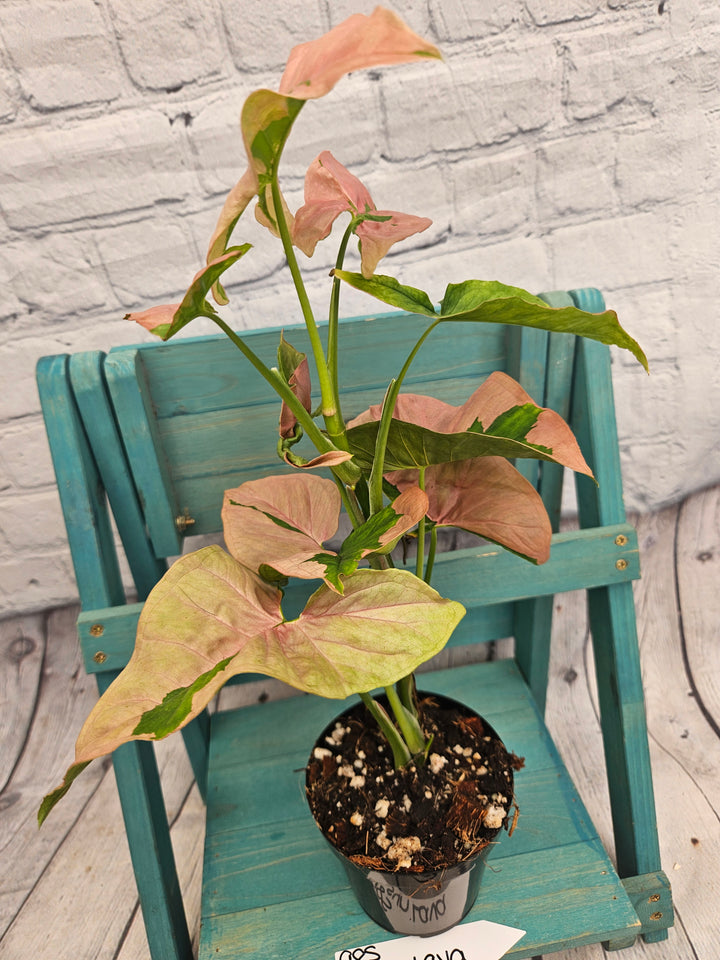 Syngonium Pink Lava (4in)-985