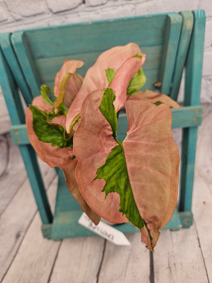 Syngonium Pink Lava (4in)-986
