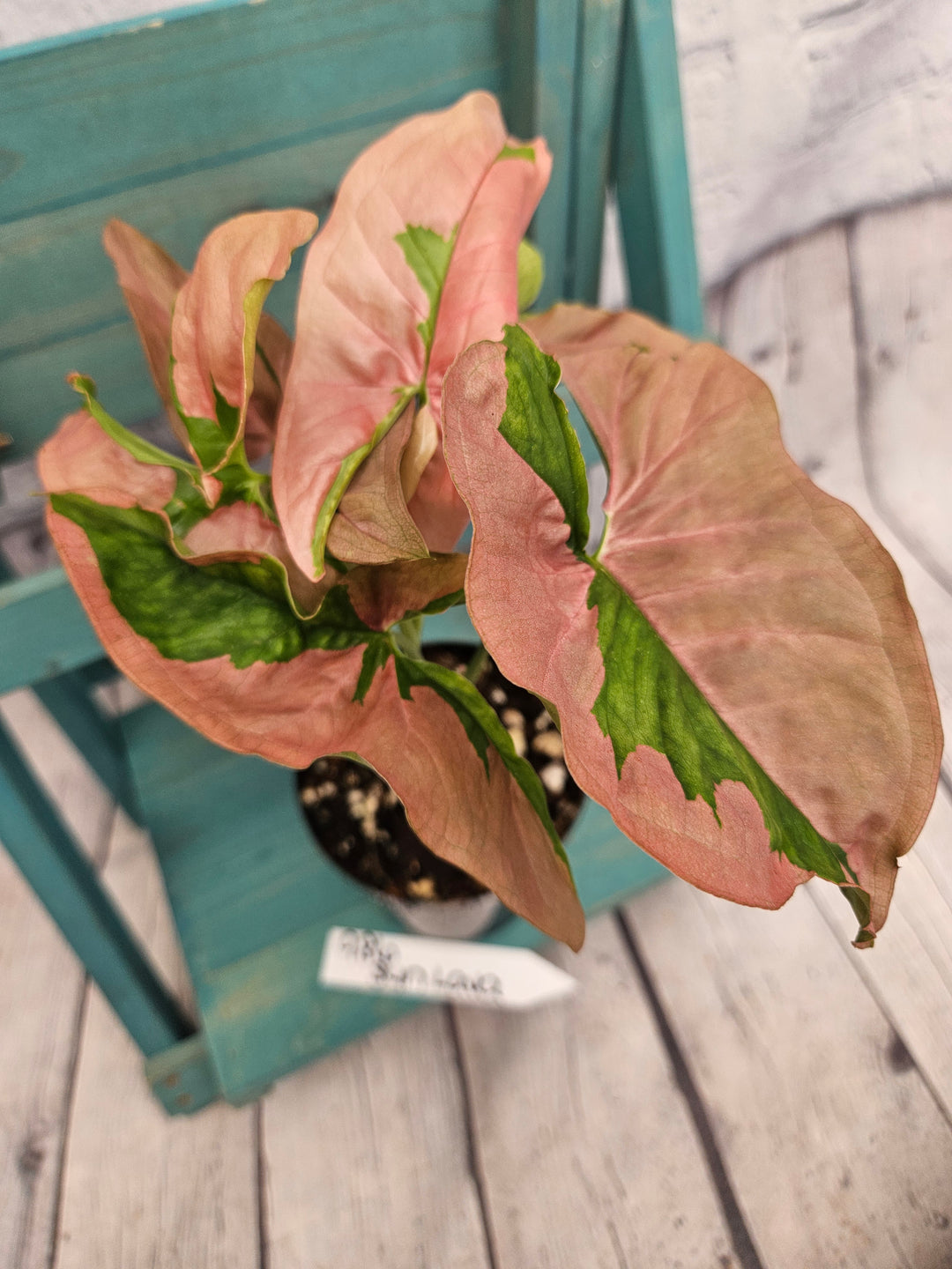 Syngonium Pink Lava (4in)-986