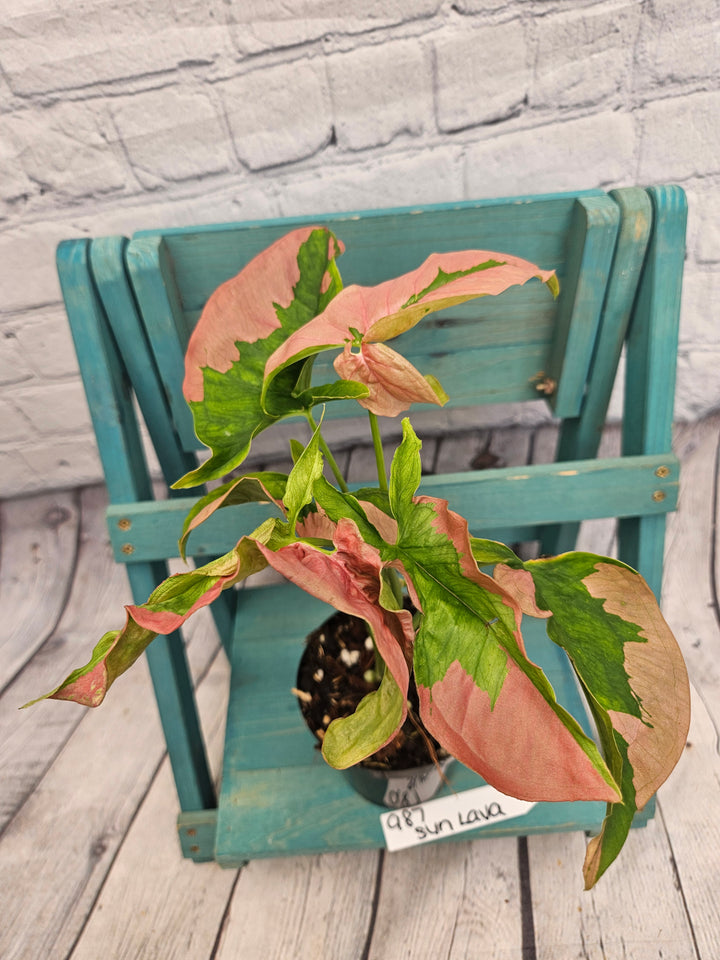 Syngonium Pink Lava (4in)-987