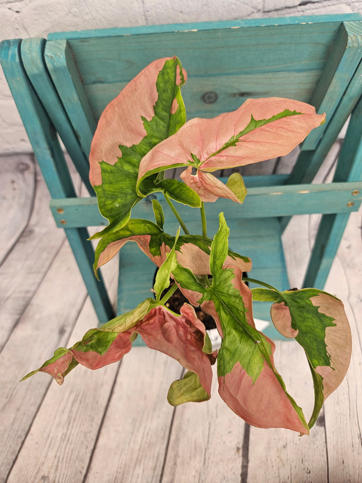 Syngonium Pink Lava (4in)-987