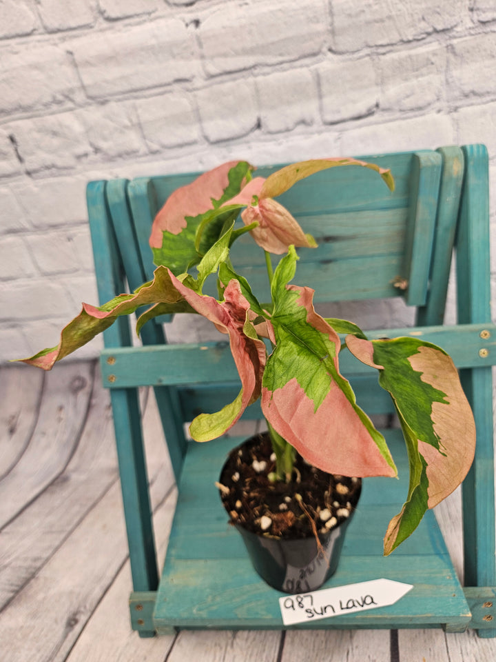 Syngonium Pink Lava (4in)-987