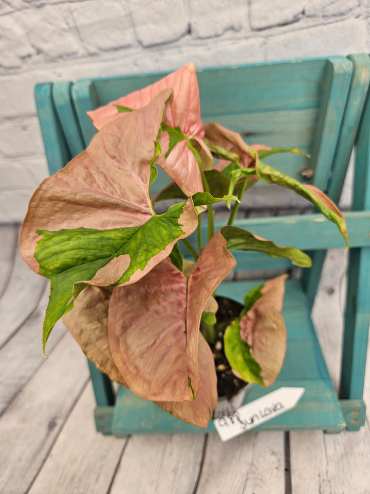 Syngonium Pink Lava (4in)-988