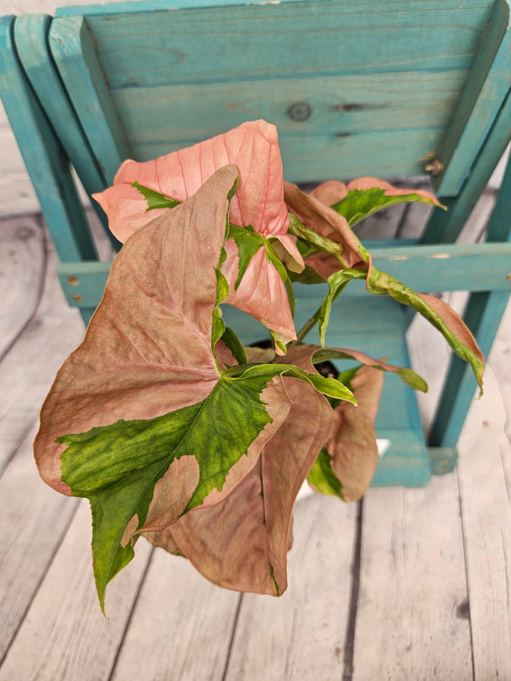 Syngonium Pink Lava (4in)-988