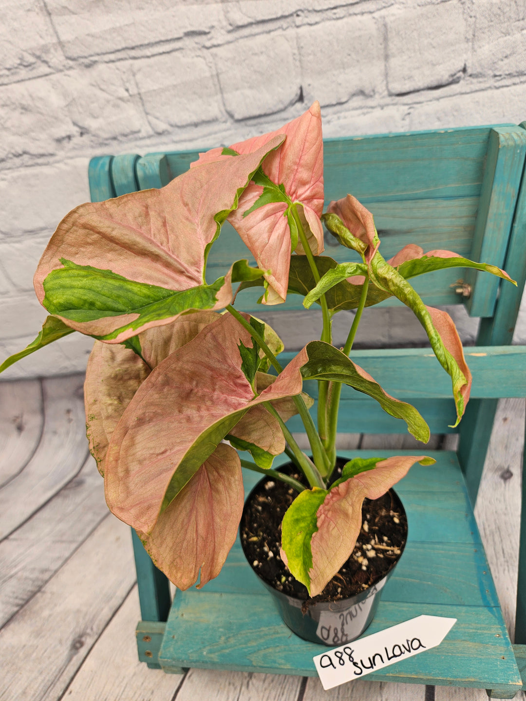 Syngonium Pink Lava (4in)-988