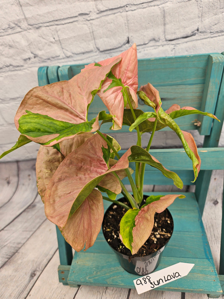 Syngonium Pink Lava (4in)-988