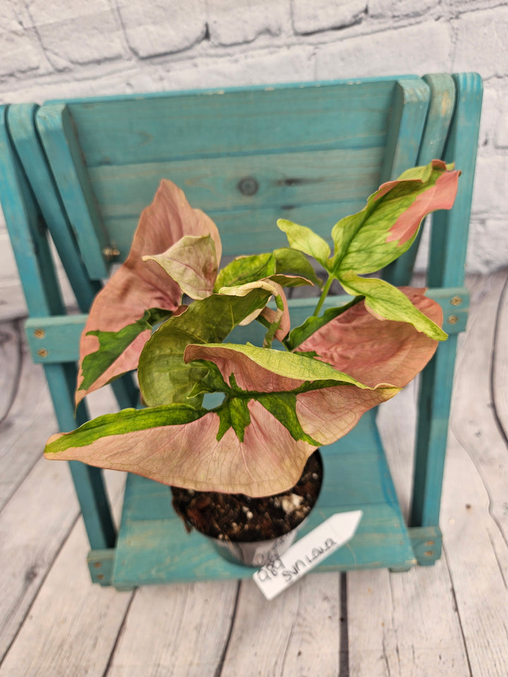 Syngonium Pink Lava (4in)-989