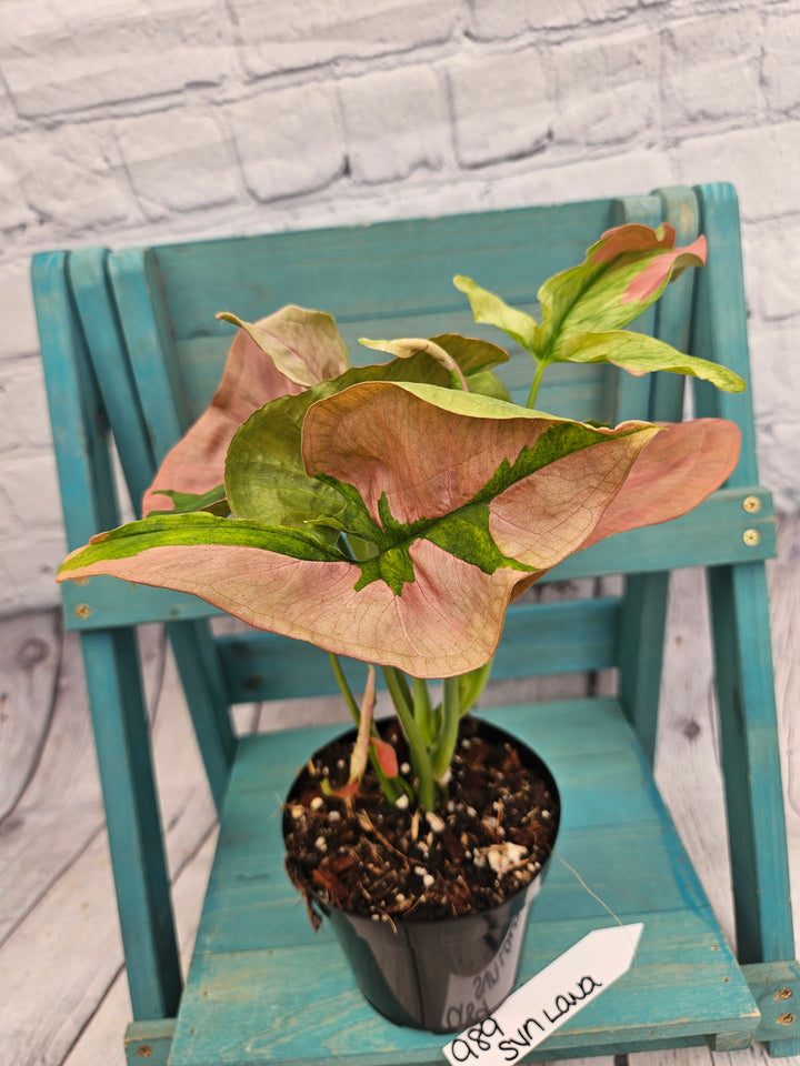 Syngonium Pink Lava (4in)-989
