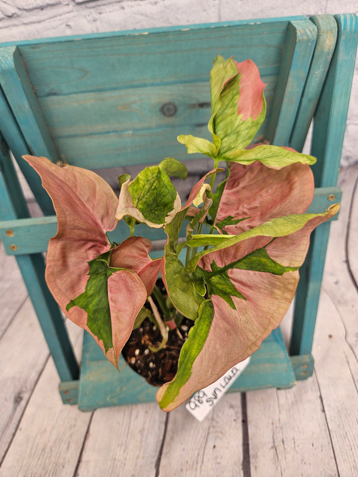 Syngonium Pink Lava (4in)-989