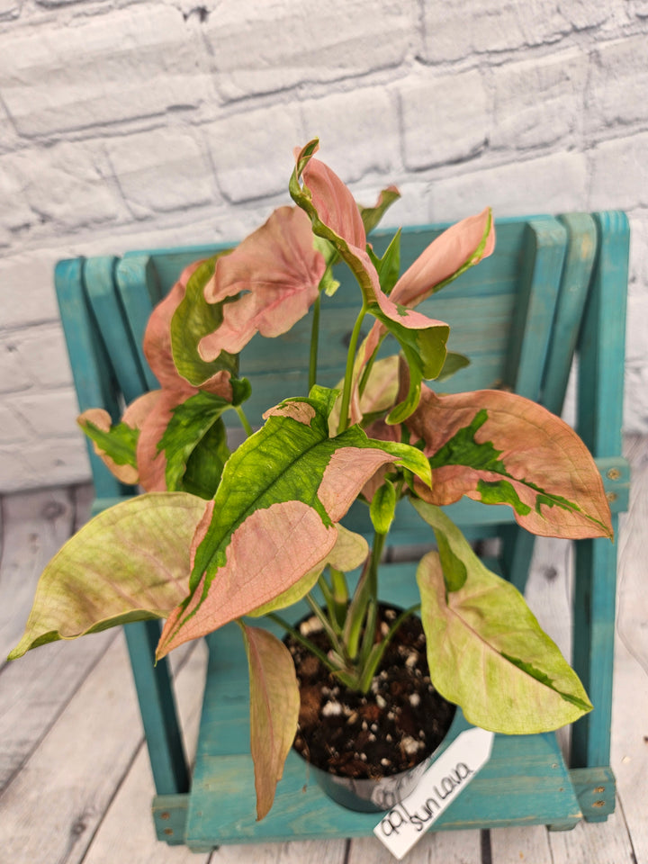 Syngonium Pink Lava (4in)-991