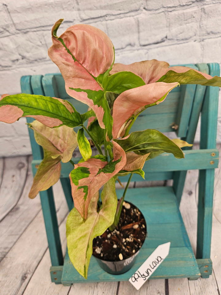 Syngonium Pink Lava (4in)-991