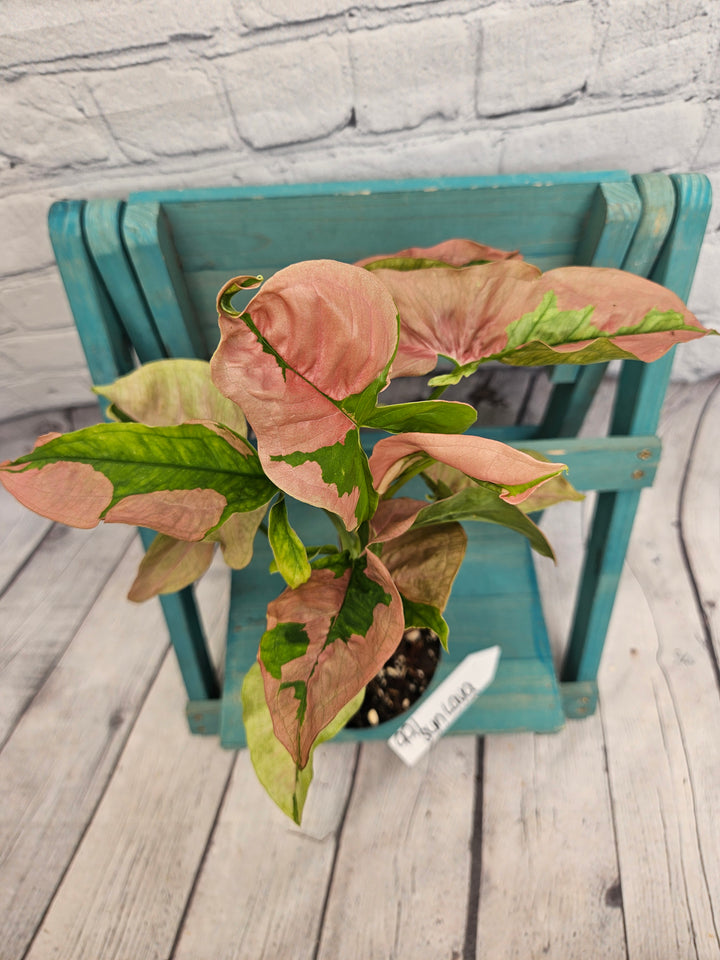 Syngonium Pink Lava (4in)-991