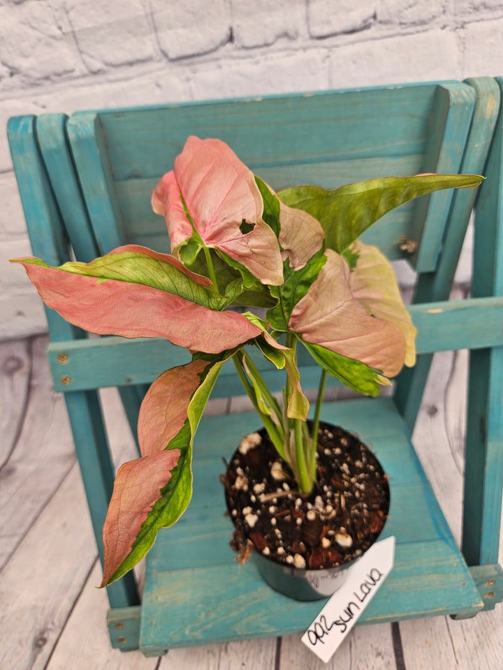 Syngonium Pink Lava (4in)-992
