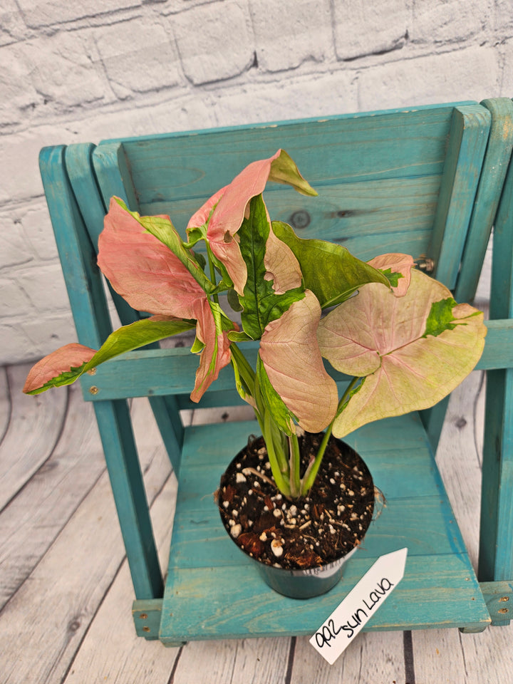 Syngonium Pink Lava (4in)-992