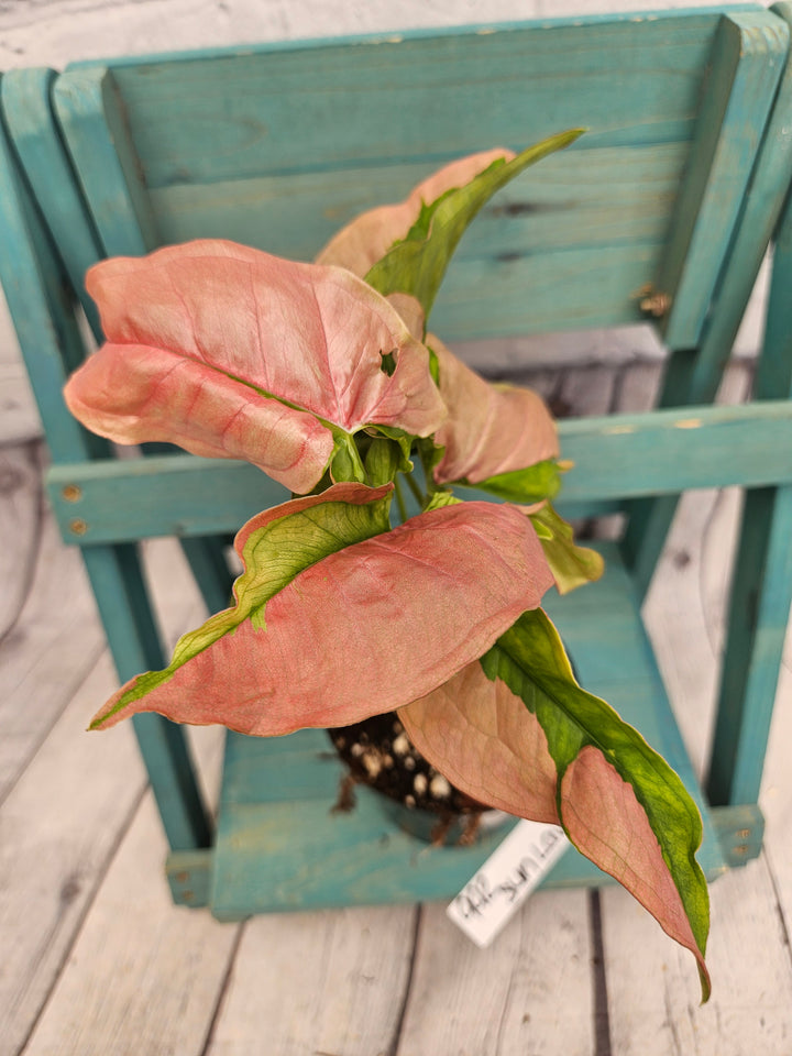Syngonium Pink Lava (4in)-992