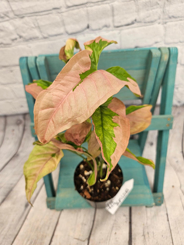 Syngonium Pink Lava (4in)-993