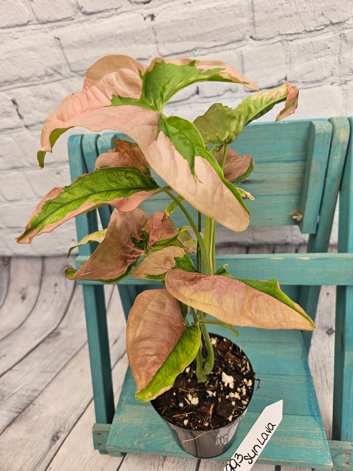 Syngonium Pink Lava (4in)-993