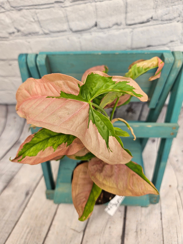 Syngonium Pink Lava (4in)-993
