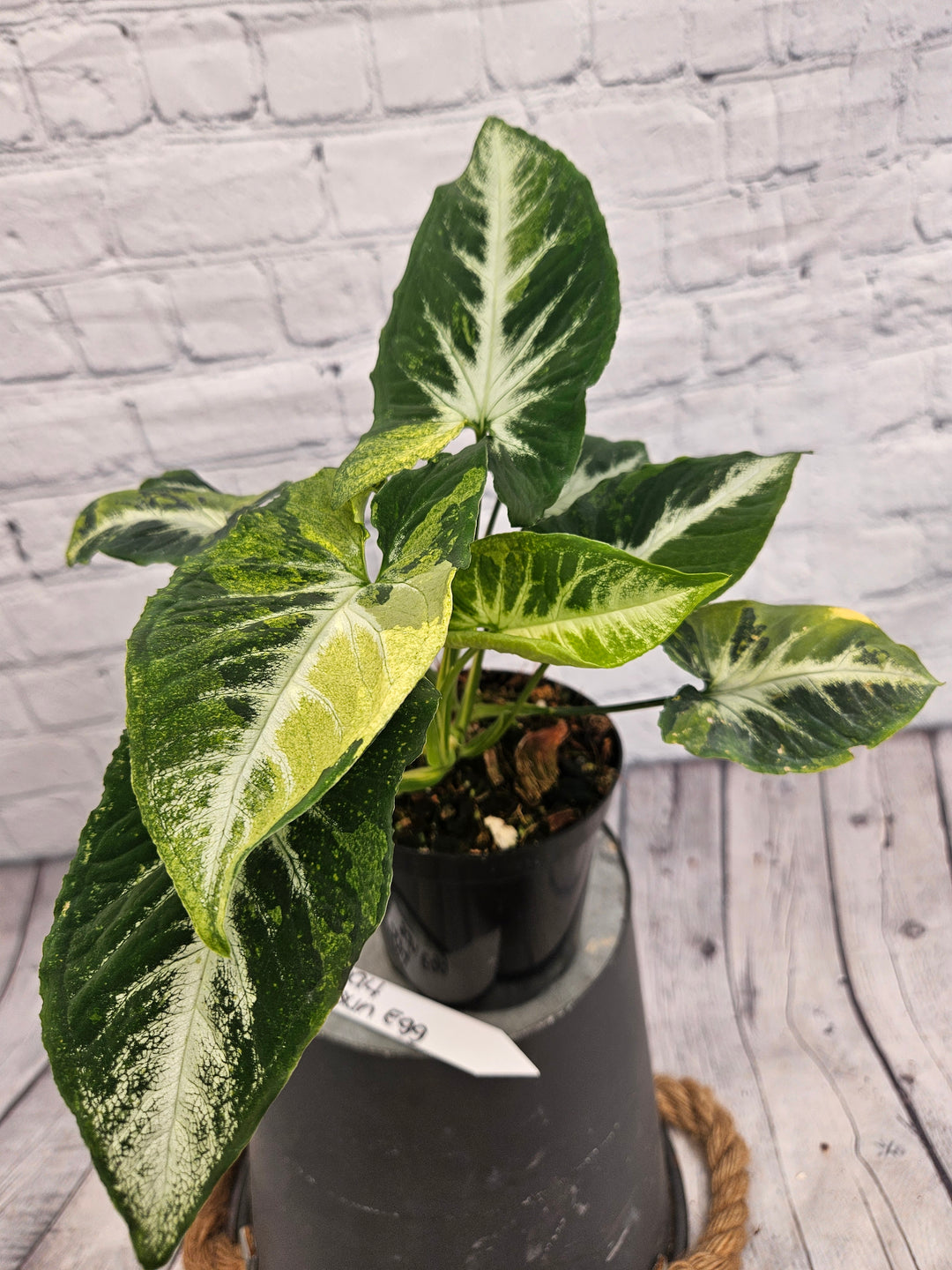 Syngonium Scrambled Eggs (4in)-994