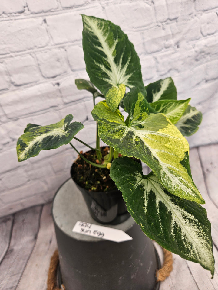 Syngonium Scrambled Eggs (4in)-994