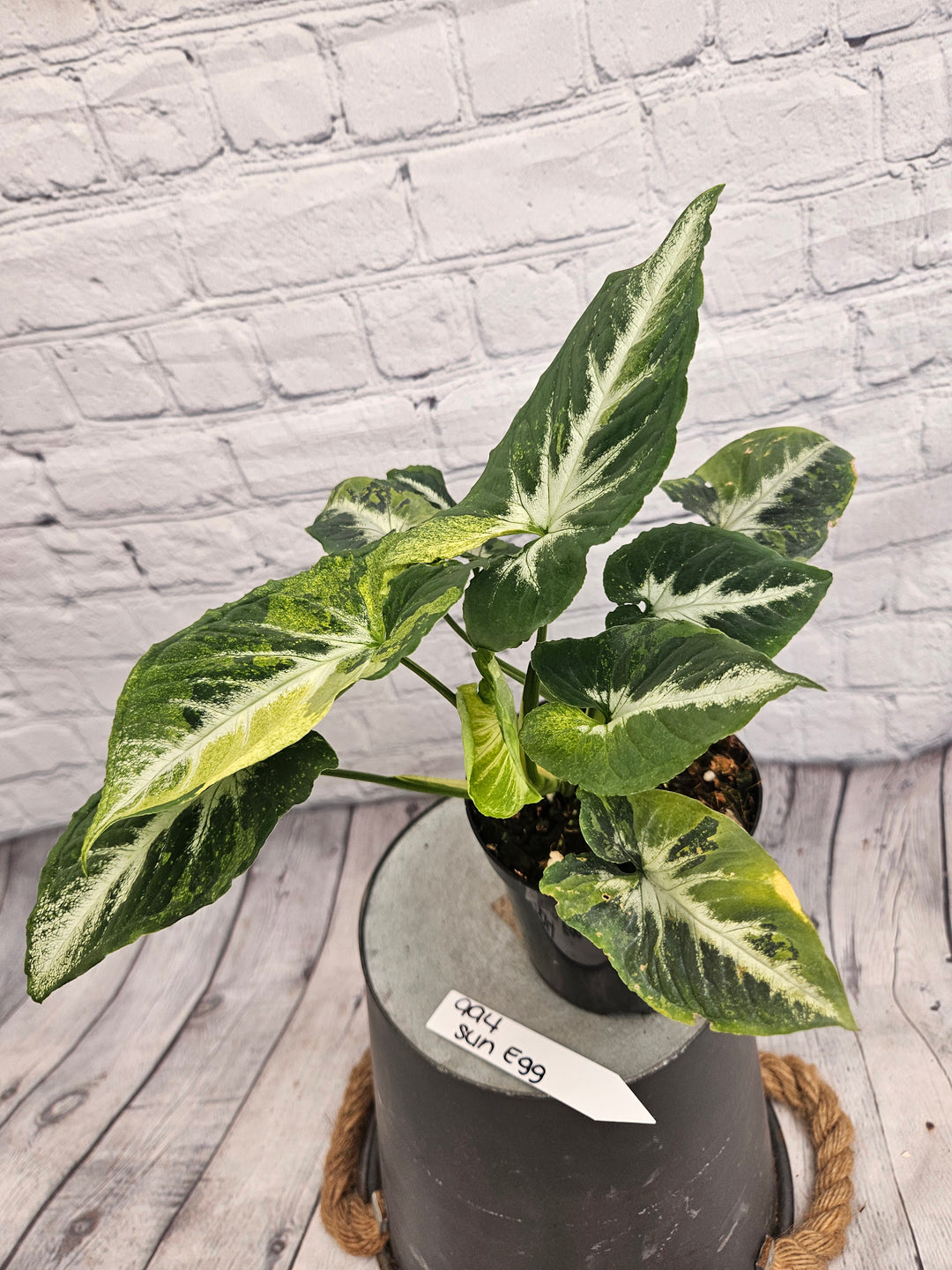 Syngonium Scrambled Eggs (4in)-994