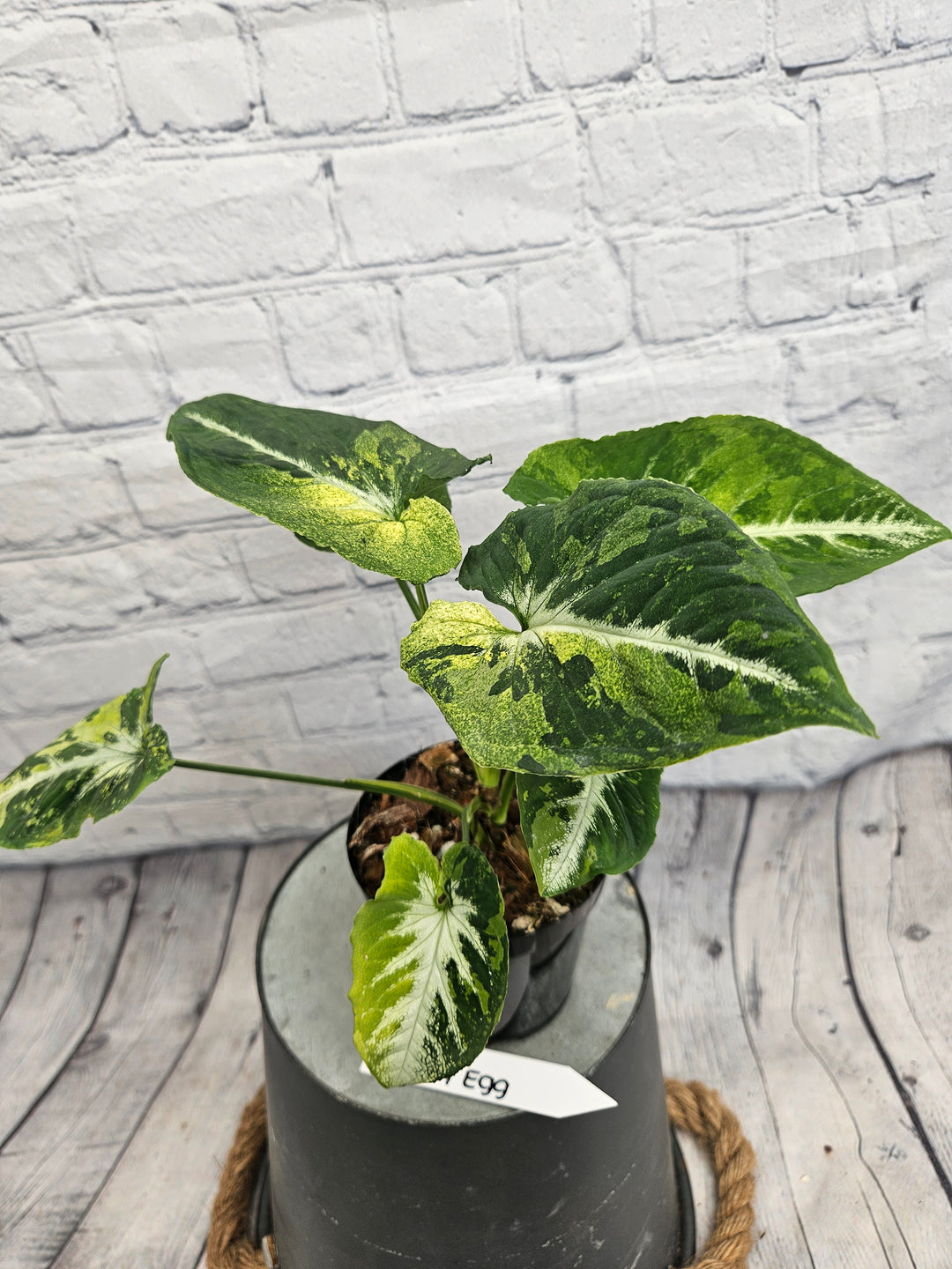 Syngonium Scrambled Eggs (4in)-995