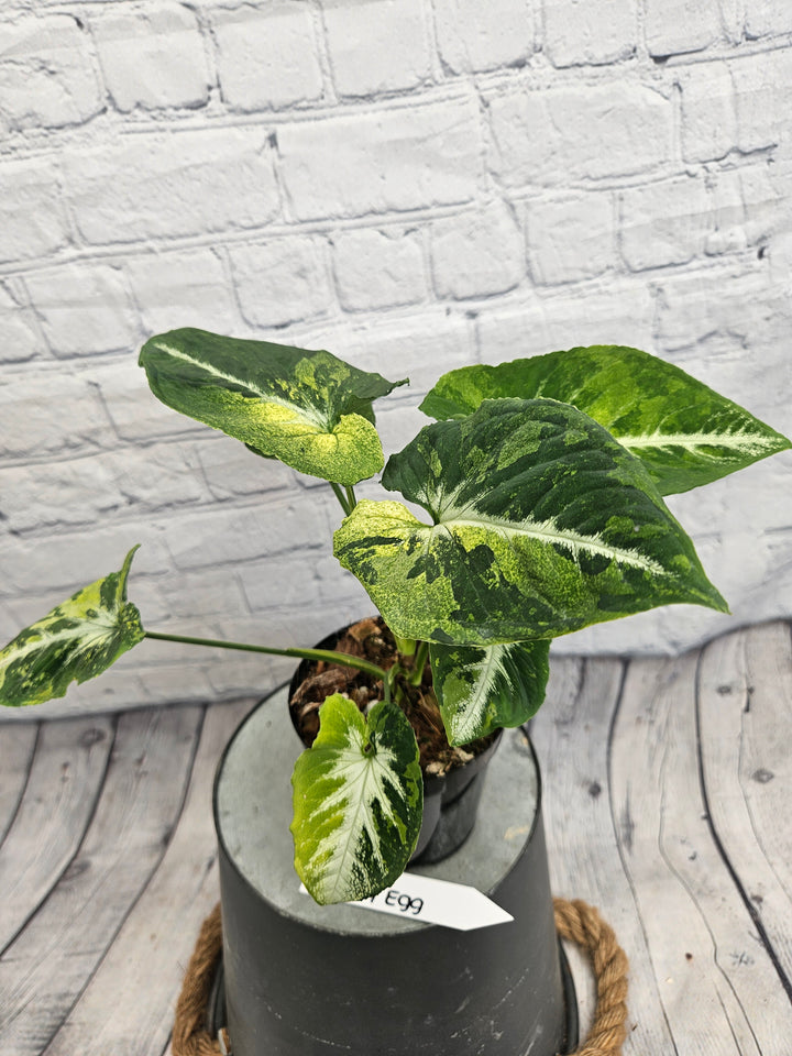Syngonium Scrambled Eggs (4in)-995