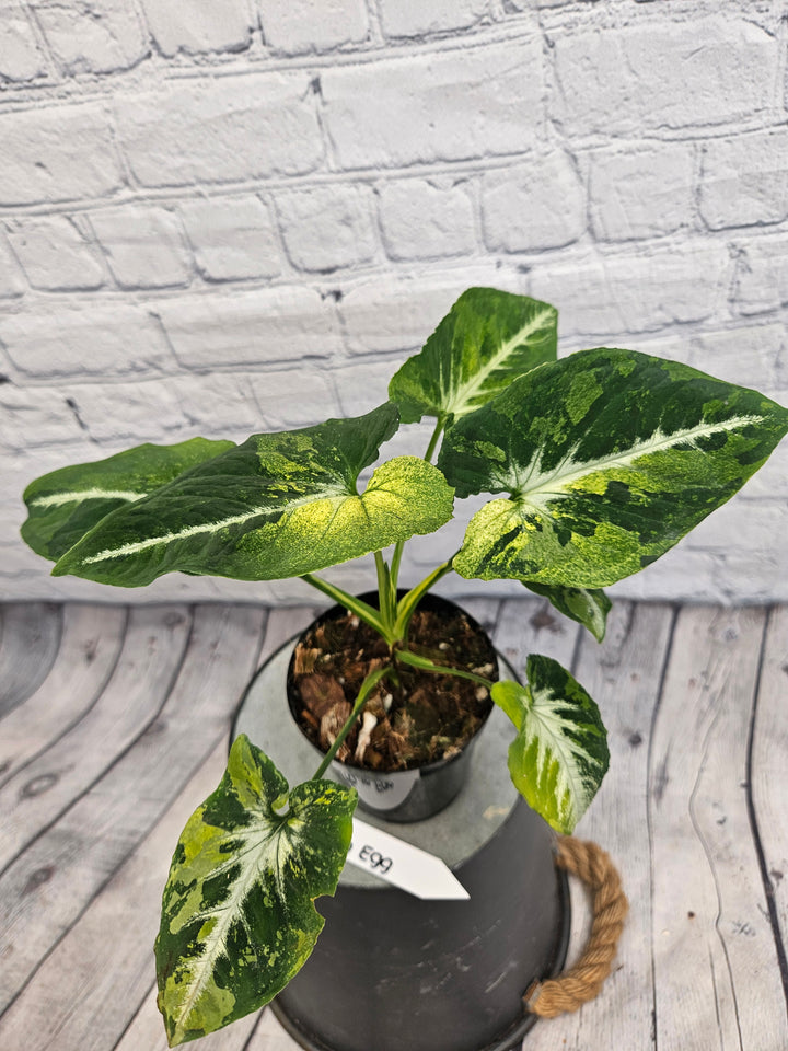 Syngonium Scrambled Eggs (4in)-995