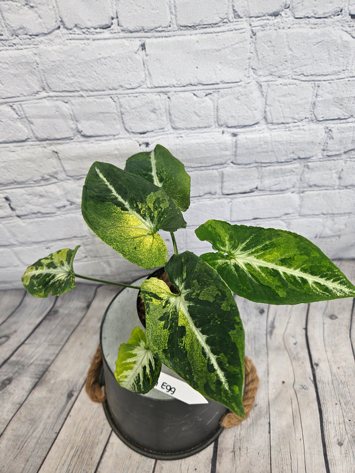 Syngonium Scrambled Eggs (4in)-995