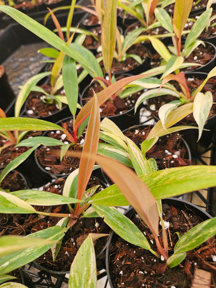 Philodendron Caramel Marble (3in)-Grower's Choice