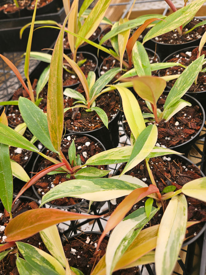 Philodendron Caramel Marble (3in)-Grower's Choice