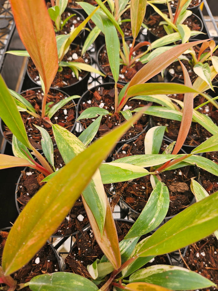 Philodendron Caramel Marble (3in)-Grower's Choice